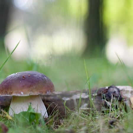 Rodinny Penzion U Wolfu Chrastava Eksteriør billede